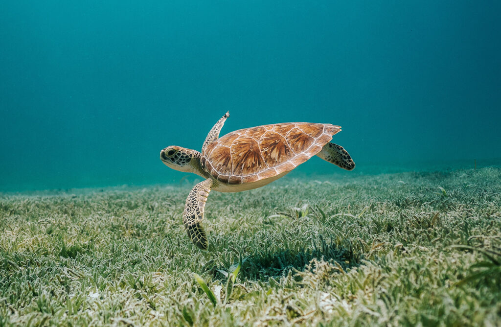 Inquinamento da plastica: un’emergenza sanitaria. Come difenderci? - Apoteca Natura