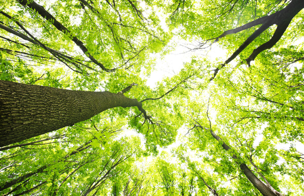 L’impresa come sistema vivente - Apoteca Natura