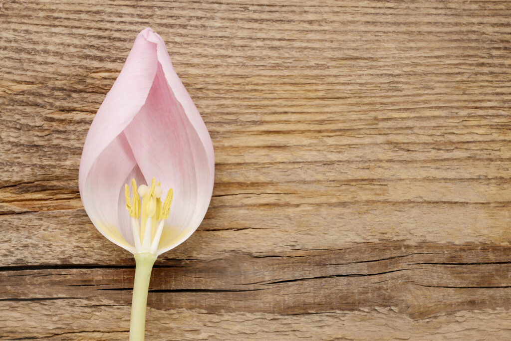 La menopausa: una fase delicata della vita - Apoteca Natura