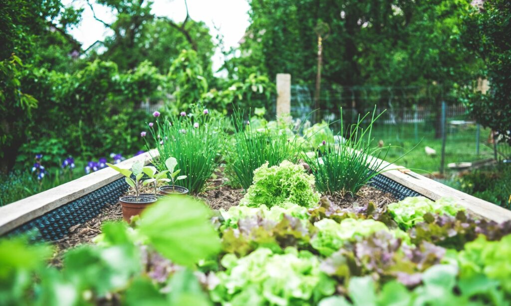 Coltivare un orto domestico: “Appunti di meteorologia ed ecologia agraria per salvare clima e cavoli” - Apoteca Natura