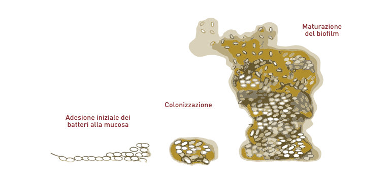 Biofilm batterici - Apoteca Natura