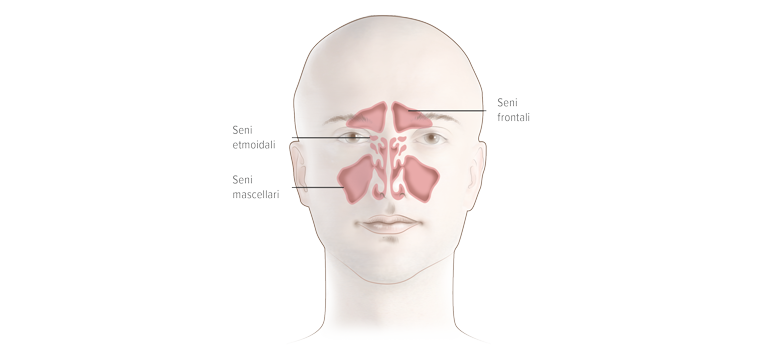 I seni paranasali - Apoteca Natura