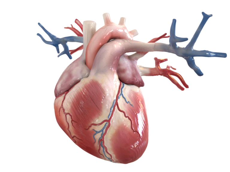 Sistema Cardiovascolare - Apoteca Natura