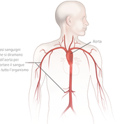 Aorta - Apoteca Natura