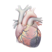 Tipi di malattie cardiovascolari - Apoteca Natura