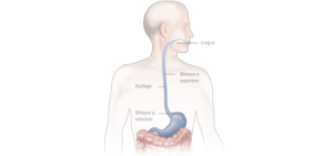 Sfinteri Esofagei Superiore e Inferiore - Apoteca Natura