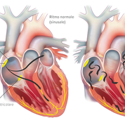 Ritmo cardiaco normale (nodo seno atriale) - Apoteca Natura