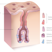 Mucosa dello stomaco - Apoteca Natura