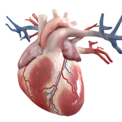 Cardiopatia Ischemica - Apoteca Natura