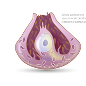 Acidità dei succhi gastrici - Apoteca Natura