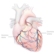 Arterie coronarie - Apoteca Natura