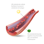 Colesterolo - Apoteca Natura