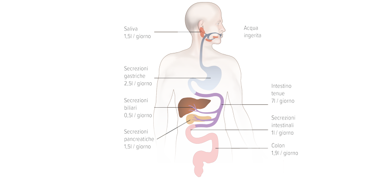 Le funzioni dell'intestino - Apoteca Natura