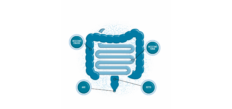 L'intestino in numeri - Apoteca Natura