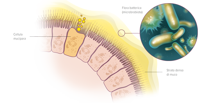 Il muco dell'apparato gastro-intestinale - Apoteca Natura