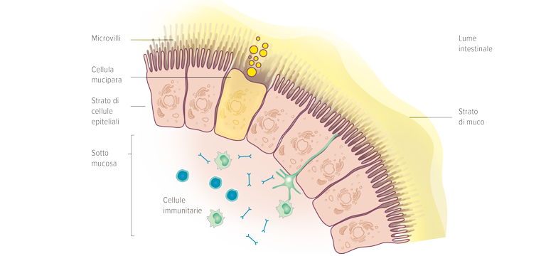 La mucosa intestinale - Apoteca Natura