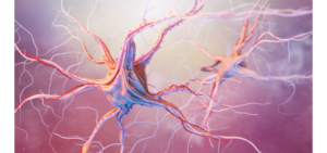 Sistema nervoso enterico - Apoteca Natura