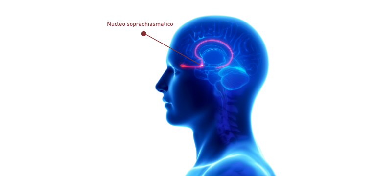 Nucleo soprachiasmatico - Apoteca Natura