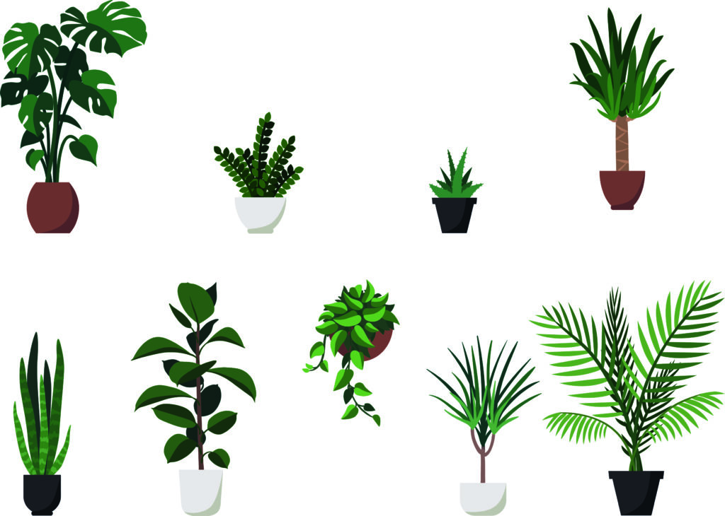 Le piante d'appartamento depurano l’aria degli  ambienti in cui soggiorniamo - Apoteca Natura