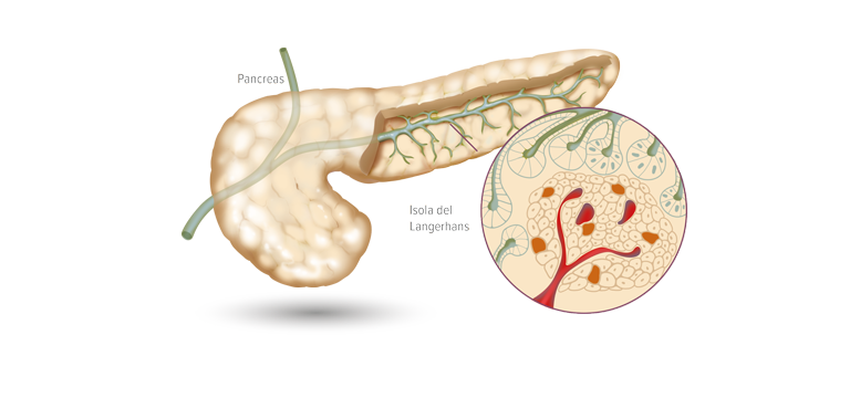 Pancreas - Apoteca Natura