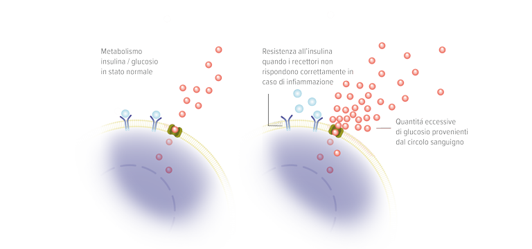 Resistenza insulina - Apoteca Natura