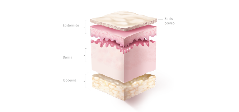 Struttura della pelle - Apoteca Natura