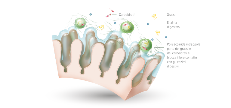Polisaccaridi indigeribili - Apoteca Natura