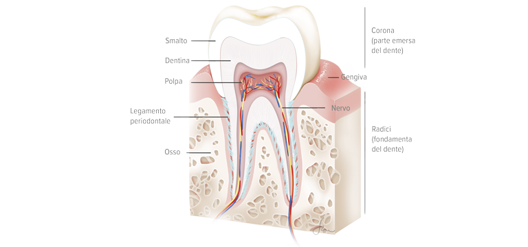 Il dente e i tessuti di sostegno - Apoteca Natura