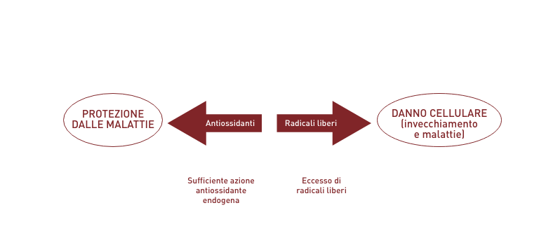 I sistemi antiossidanti endogeni dell'organismo - Apoteca Natura