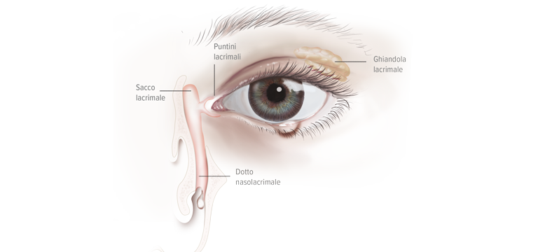 Apparato lacrimale - Apoteca Natura
