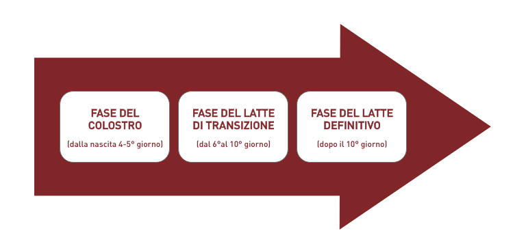 Variazioni nella composizione del latte materno - Apoteca Natura