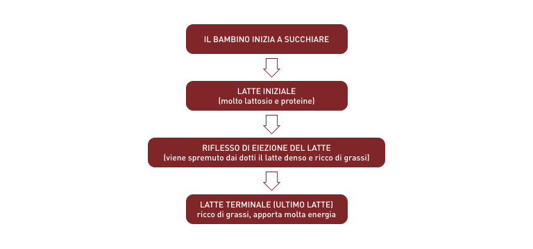 Variazioni del latte nelle diverse fasi della poppata - Apoteca Natura