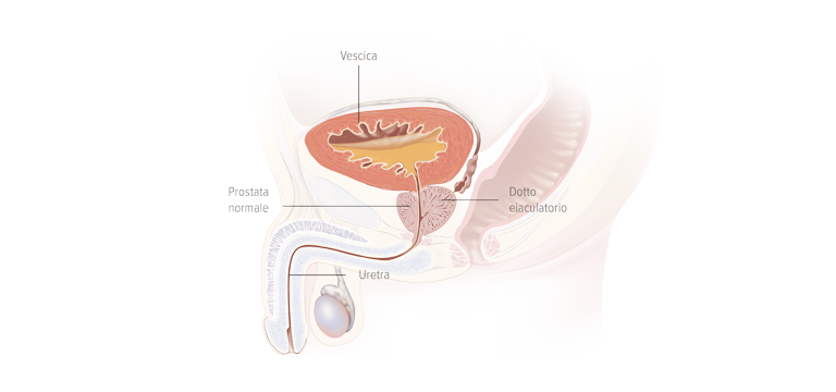 Cosa è la prostata - Apoteca Natura