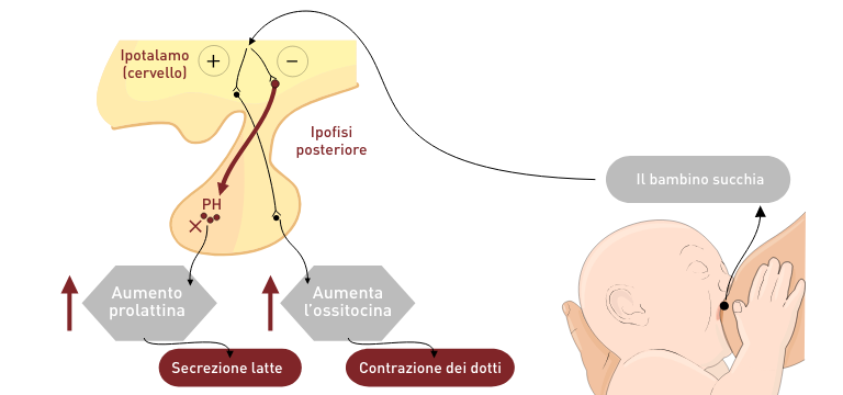 Produzione del latte del latte materno - Apoteca Natura