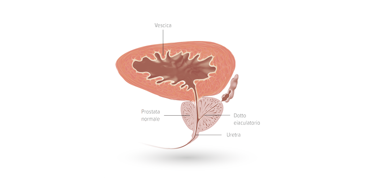 La struttura della prostata - Apoteca Natura