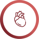 Sistema cardiovascolare
