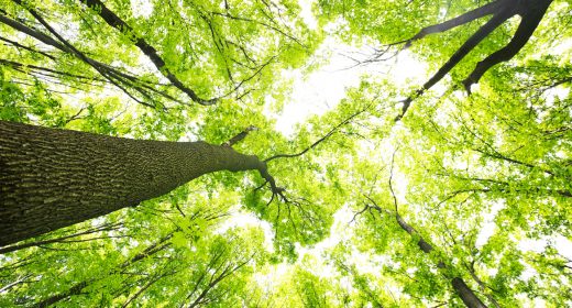Morning in the green forest at summer