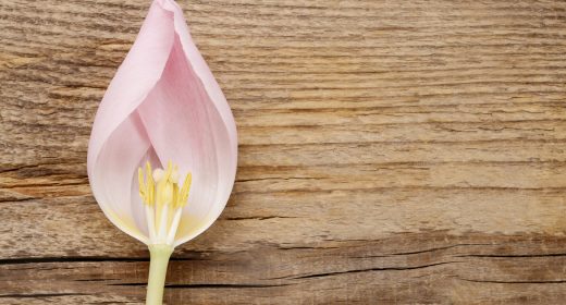 Pink tulip on wooden background, copy space